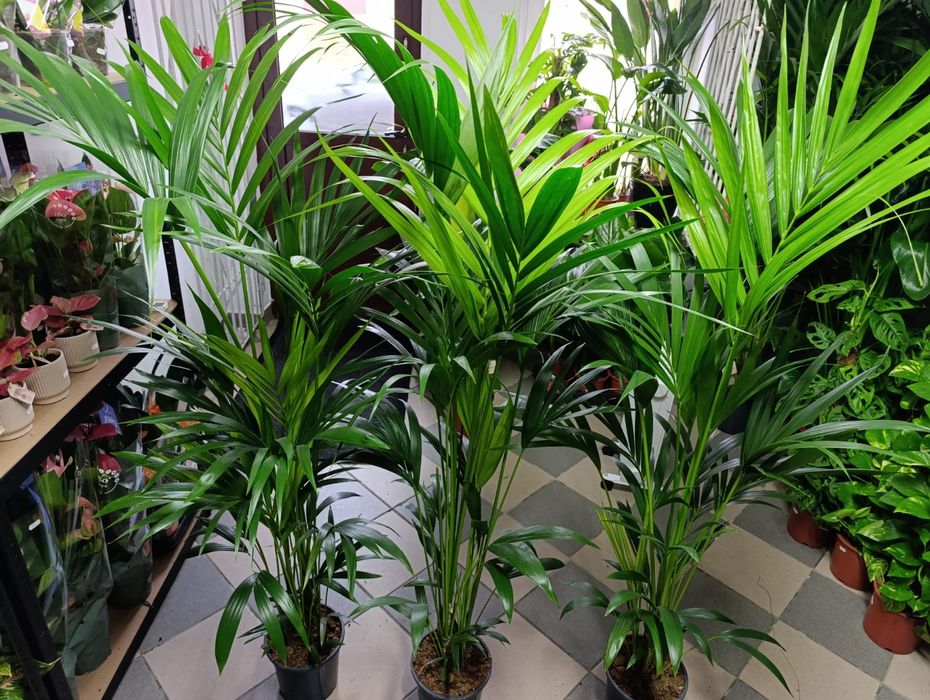 Howea Forsteriana - Kentia palma 150-180cm P21