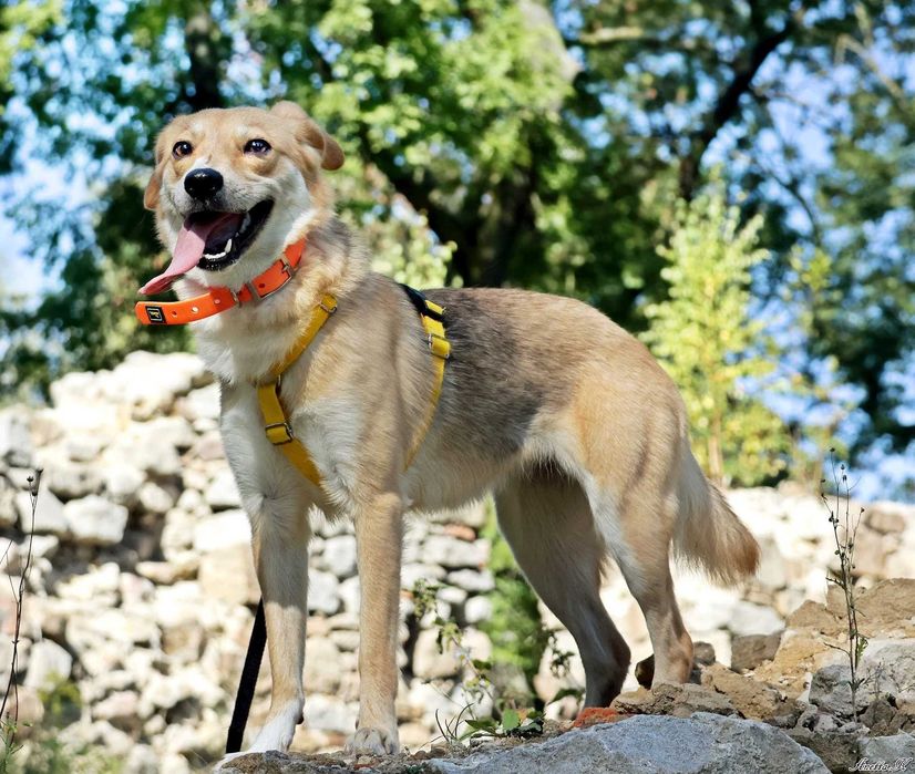 Mała piękna LILI prosi o dom!