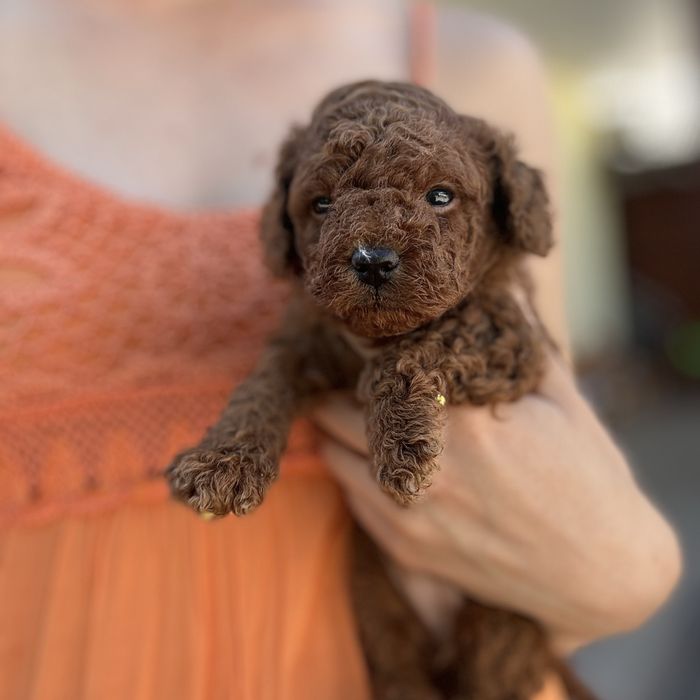 шикарний хлопчик у забарвленні RED BRAUN