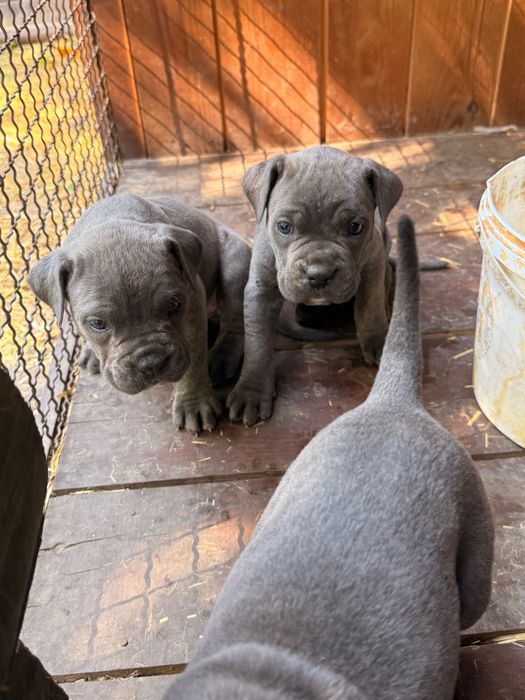 Продаж собак кане-корсо
