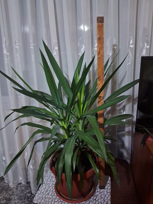 Продам вазони, фікуси, кактуси.