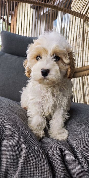 **Cavapoo**uroczy chłopiec !