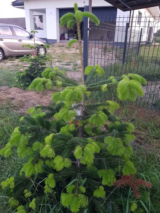 Jodła Kaukaska duża