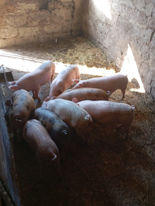 Продам    поросят