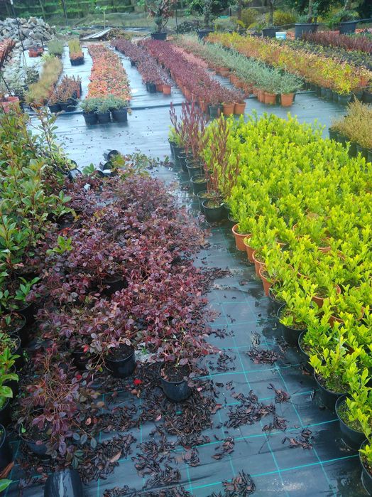 Plantas ornamentais a preços de revenda