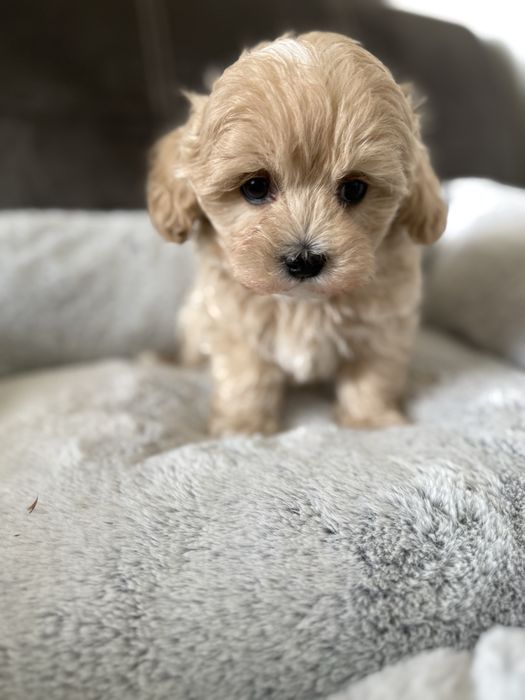 Maltipoo miniaturka piesek z rodowodem