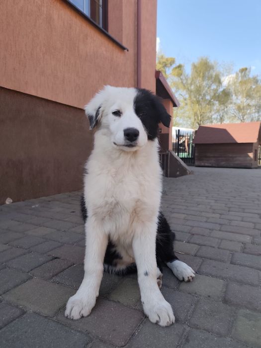 Border Collie Sami
