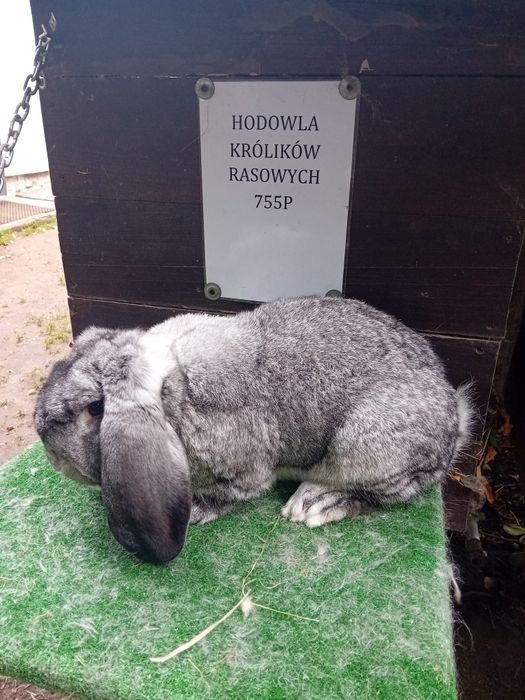 Samica baran francuski szynszlowy z rodowodem