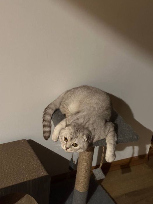 Шотландський весловухий кіт злучка