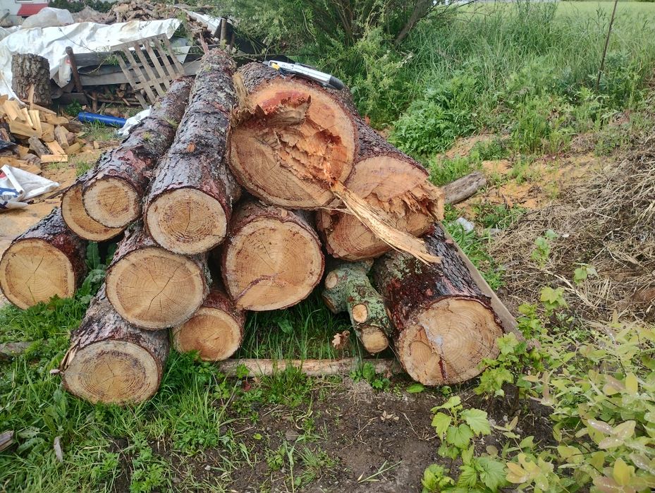 Modrzew i olcha tartaczna. Kłody modrzew i olchy