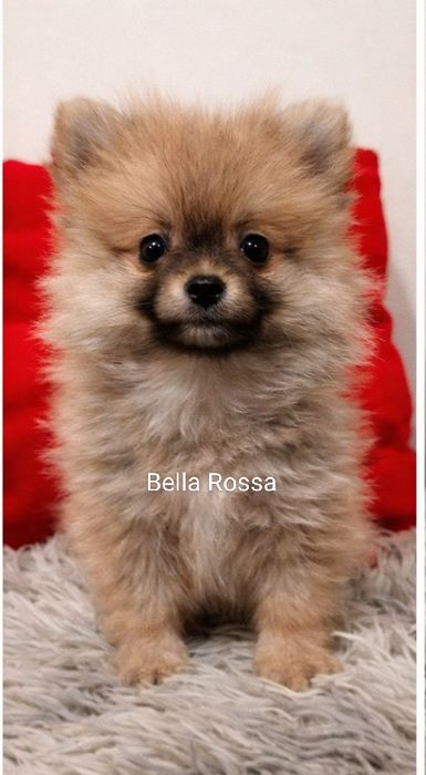 Szpic miniaturowy suczki XS