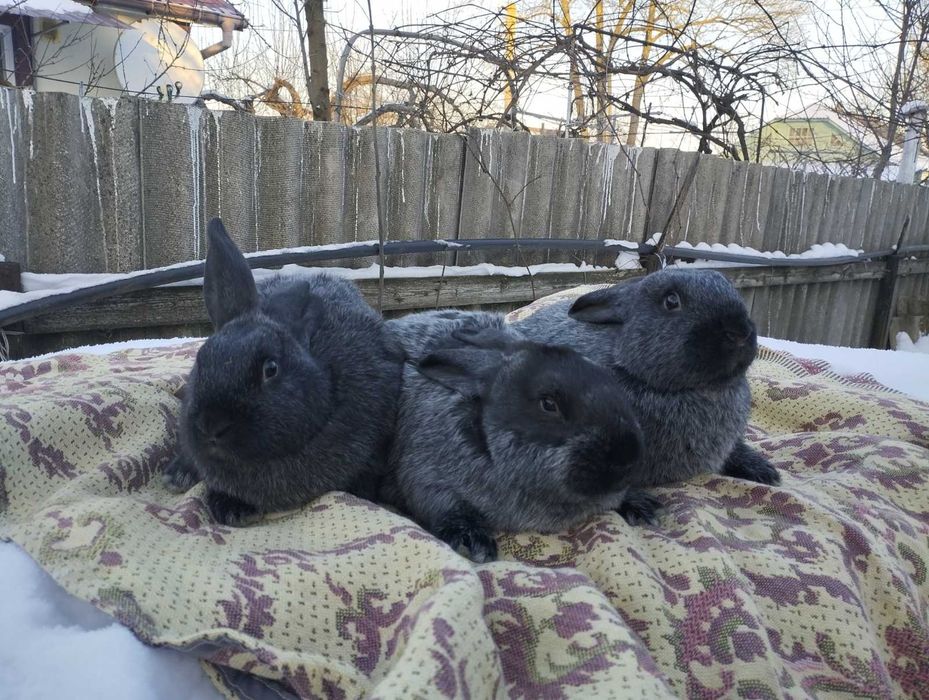 Кролі полтавське срібло