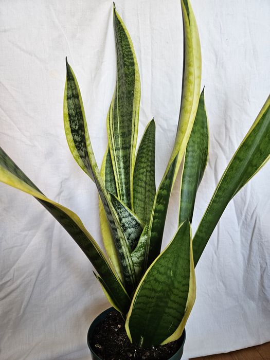 Planta Espada de São Jorge Vaso plástico Verde 16 cm