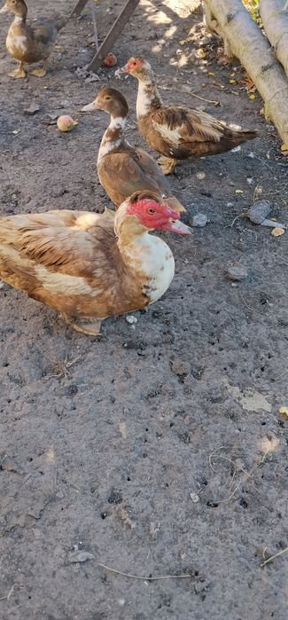 Продам індокачок