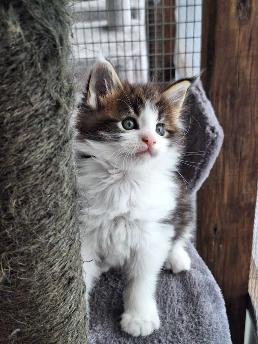 Bart Royal Cat Maine Coon
