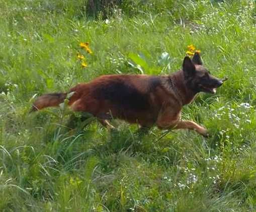 Чистокровные щенки.