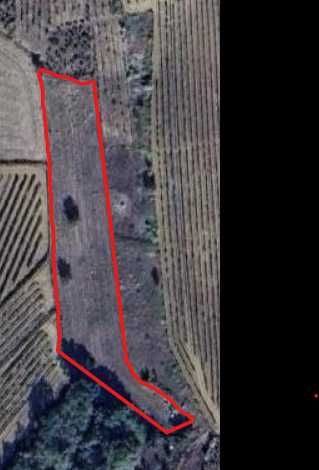 Terreno apto para vinha na Bairrada