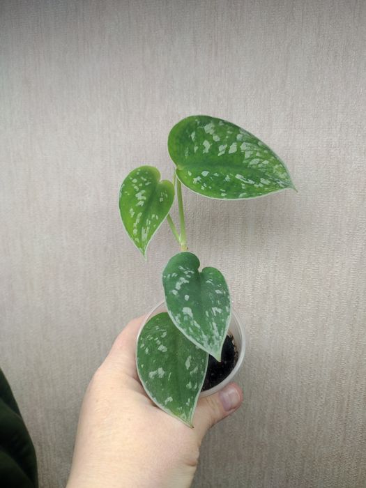 Эпипремнум Марбл Грин, Сциндаптус (Эпипремнум) Пиктус