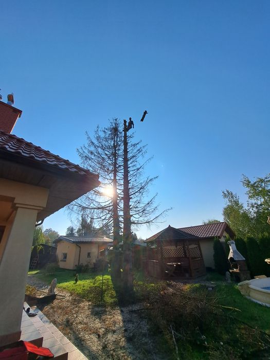 Kompleksowe Usługi Porządkowe, Wycinka drzew