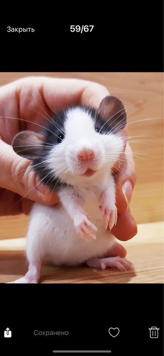 крыса  малыш