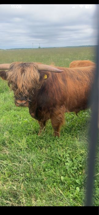 Bydło rasy  highland cattle