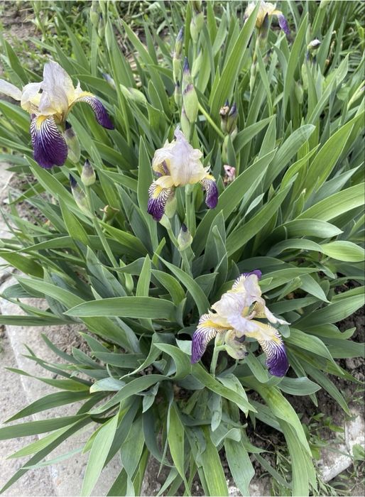 Півники іриси квіти