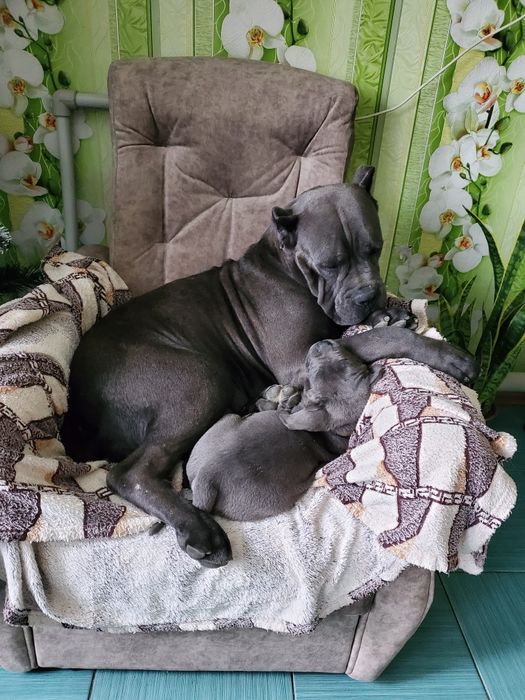 Клубные щенки cane-corso Italiano.