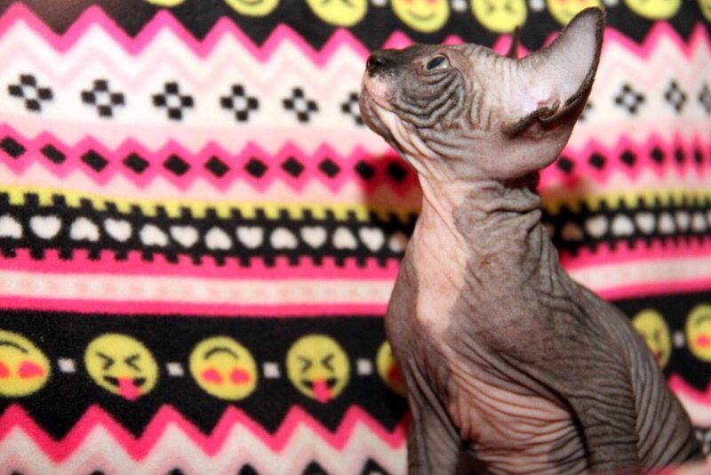 Лялькові кошенята