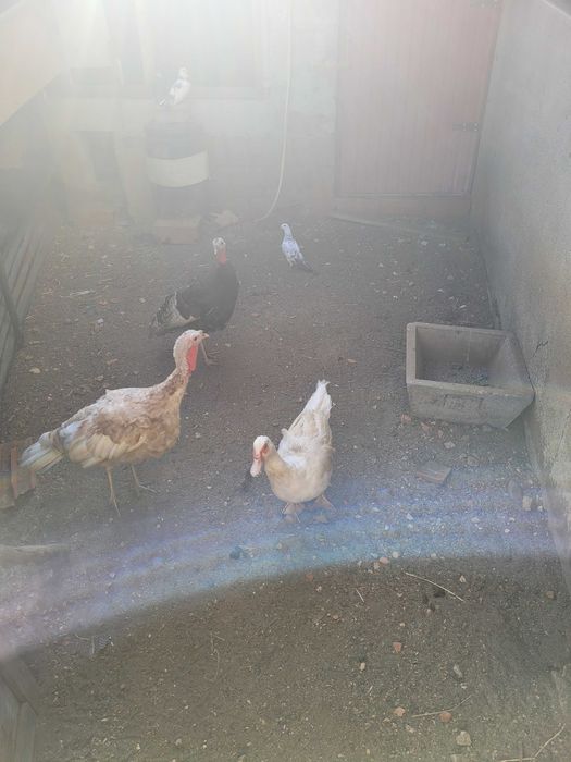 Animais perus vendo 2femeas  uma pata femea e 6 patosnovos