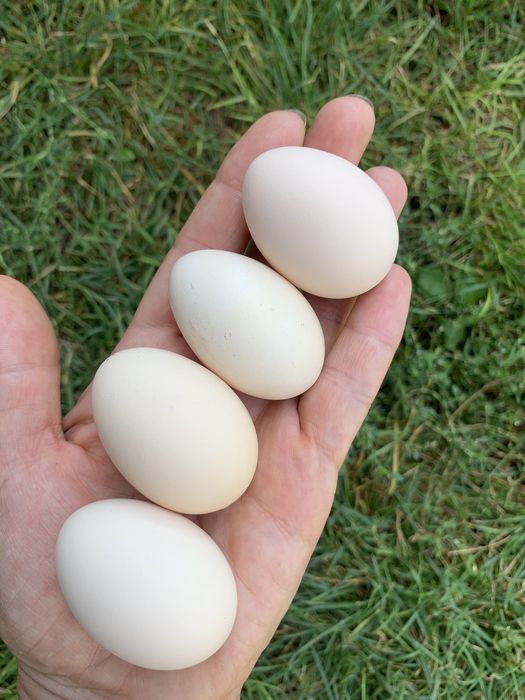 Китайская шелковая