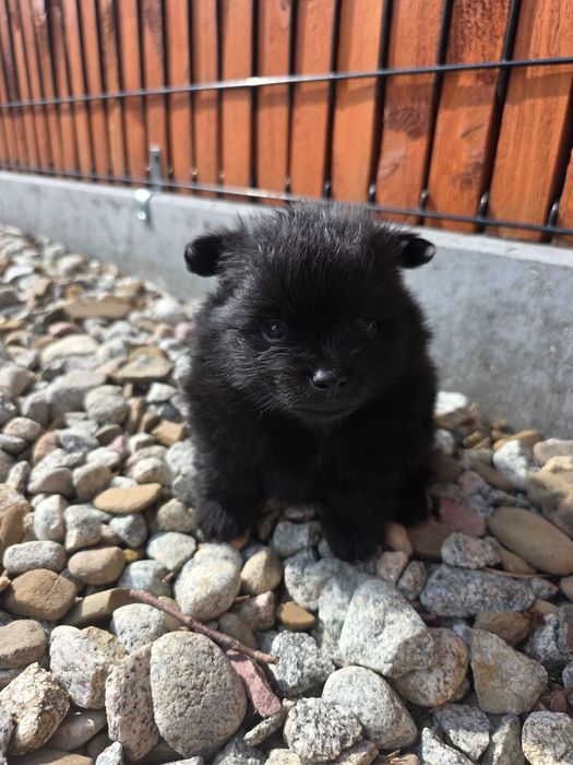 Szpic miniaturowy Pomeranian