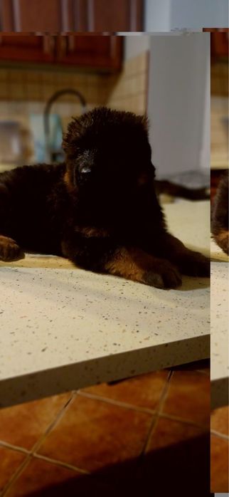 Owczarek niemiecki dlugowlosy mocnej budowy szczeniak