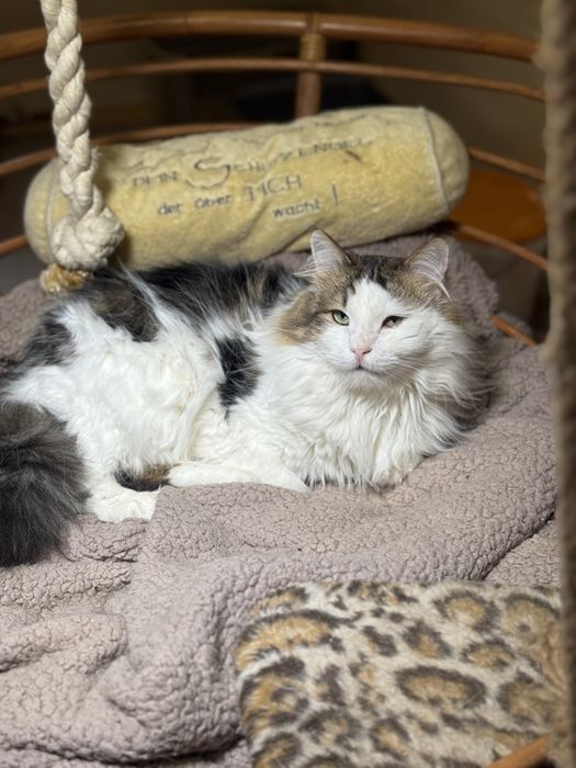 Трехцветный пушистый кот в надёжные руки