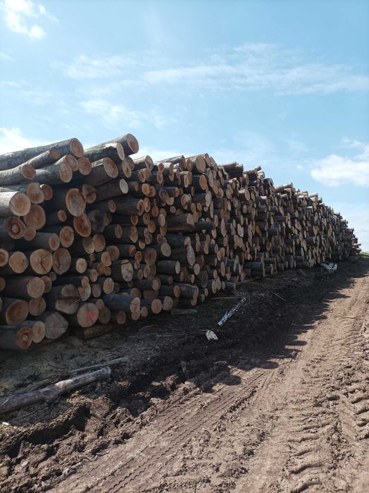 drewno kominkowe, opałowe liściaste, twarde