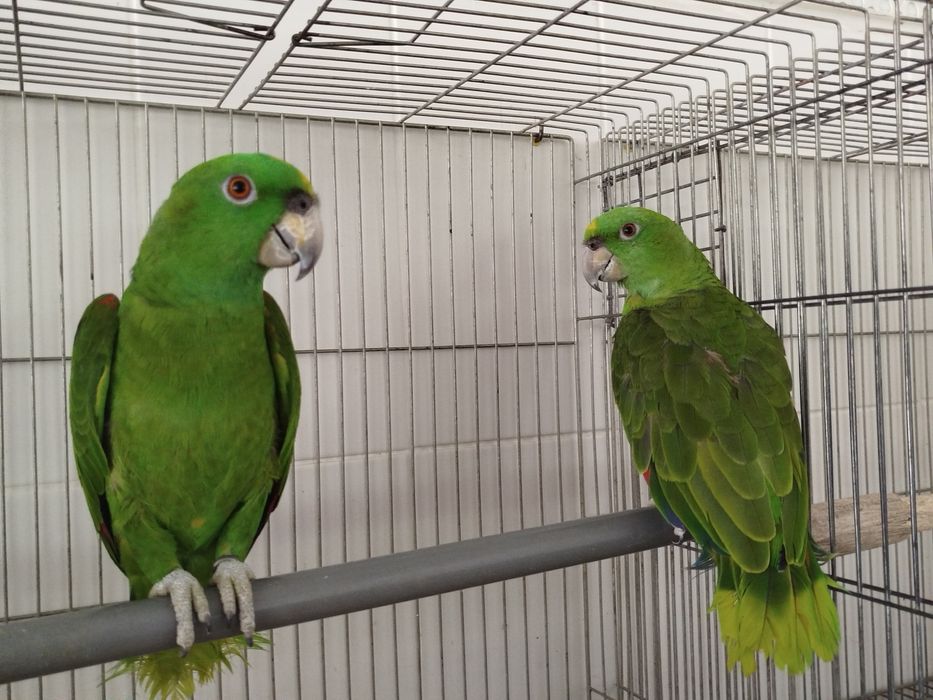 Casal amazonas Caribea 2025