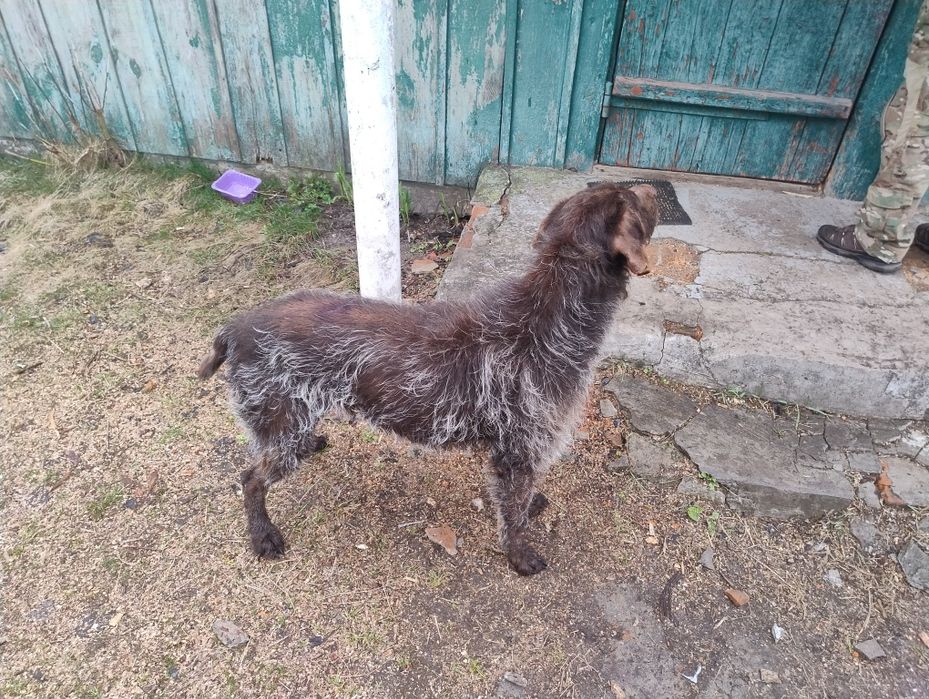 Приблудивсь дратхаар, кобель, Іванків, Русаки, Сукачі