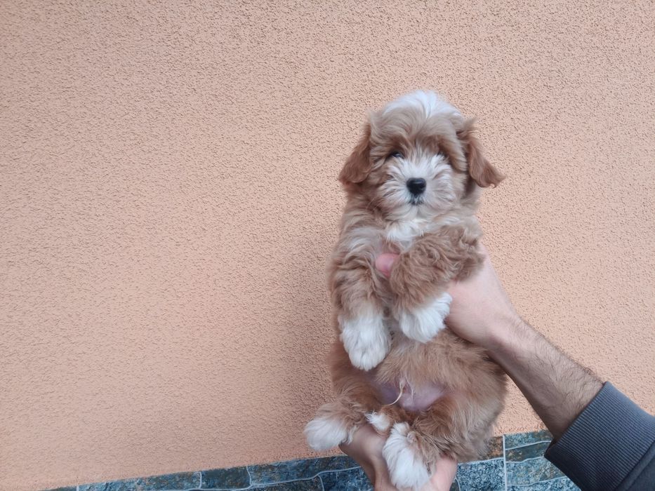 МалЮки! Maltipoo ф1