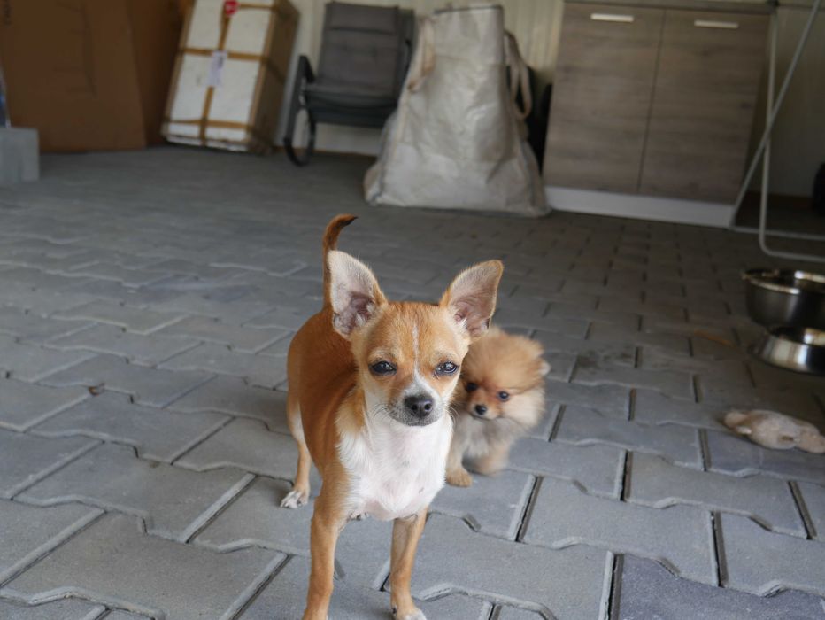 Chihuahua - XXXS