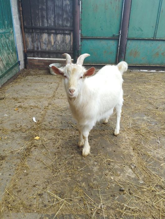 Продам козлика