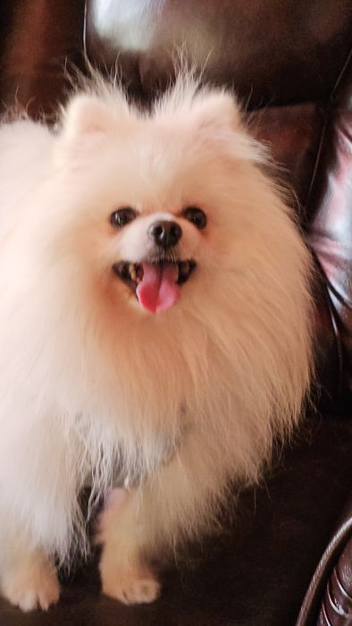 Мальчик для вязки шпиц померанец