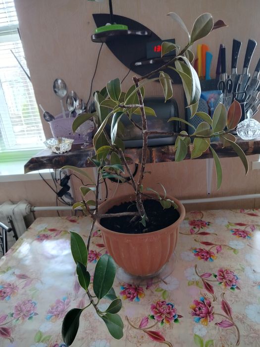 Продам фикусы 2 штуки.