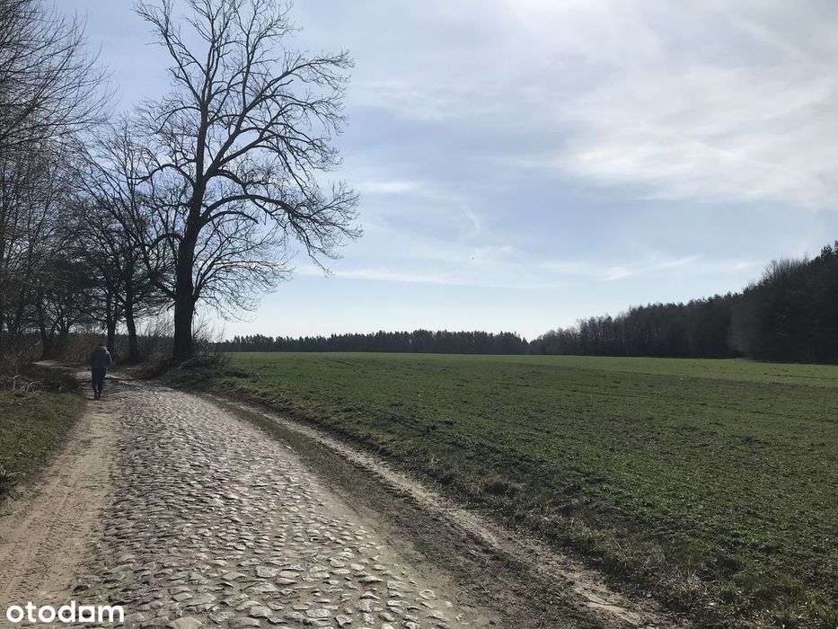 Działka rolna Dąbrówno - View 5