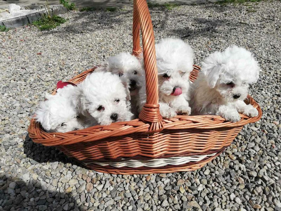 Бiшон фрiзе чистокровнi цуценята