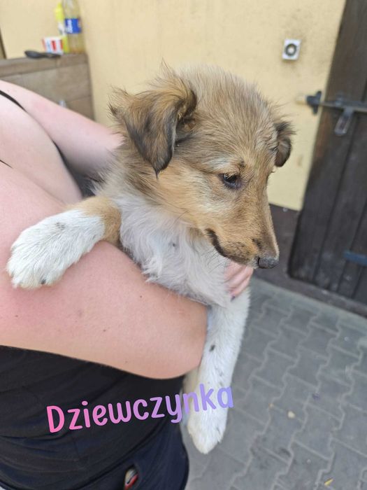 Oddam szczeniaki w dobre ręce