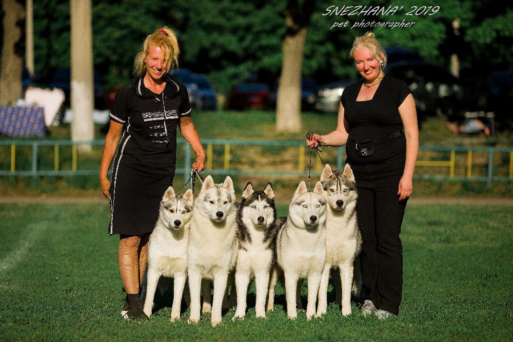 В питомнике ADELE`S NORD есть щенки хаски