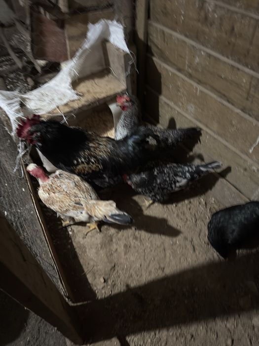 Galinhas de várias racas