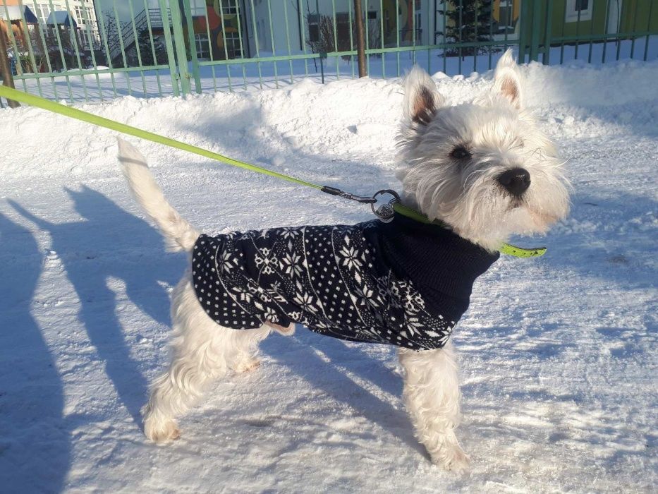 Вест хайленд вайт тер'єр, в'язка