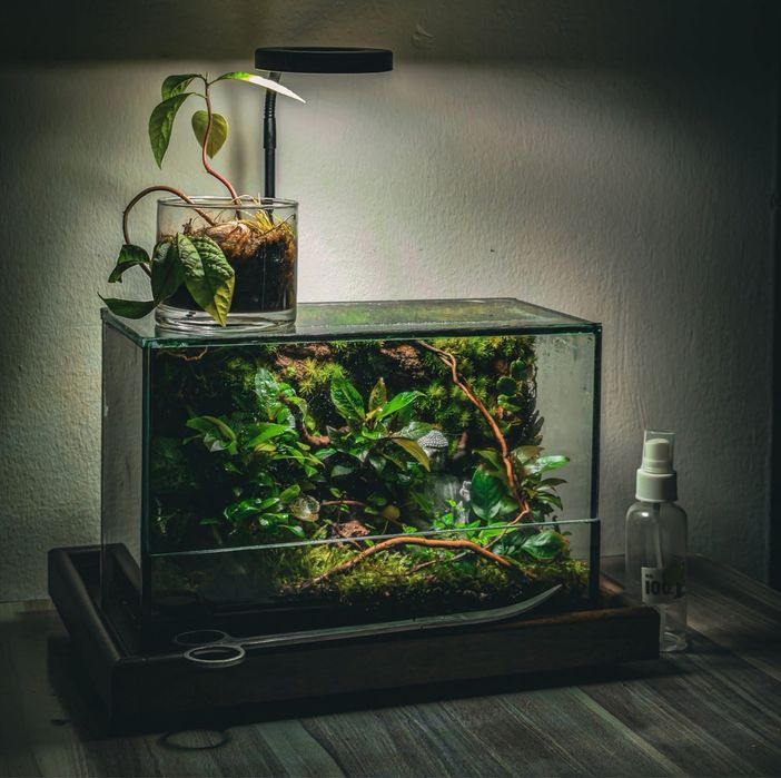 Leśne runo, podłoże- naturalna ściółka do terrarium