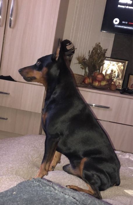 Цвергпинчер вязка