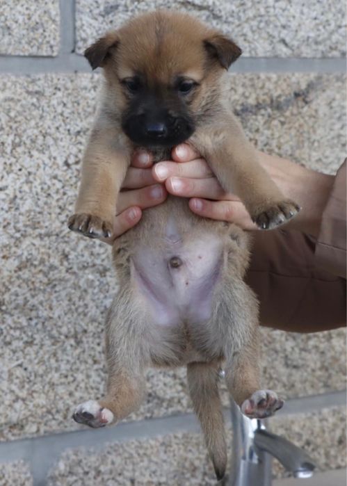 cães de porte grande bebés